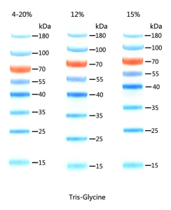 10-250KD Prestained Protein Ladder  D1012-A D1012-B